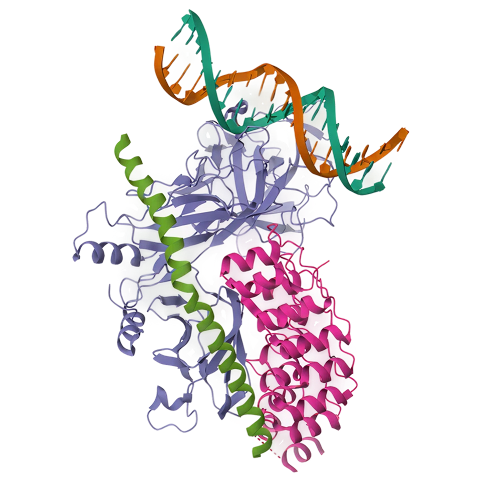 Notch pathway structure